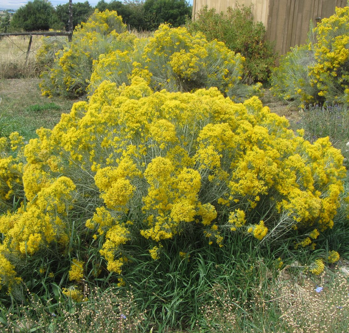 allergies-in-new-mexico-albuquerque-placitas-transplants-apartment